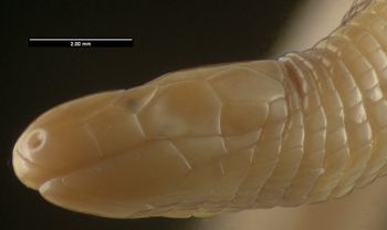 Media type: image; Herpetology R-55189